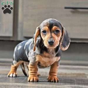 Jimmy, Dachshund Puppy